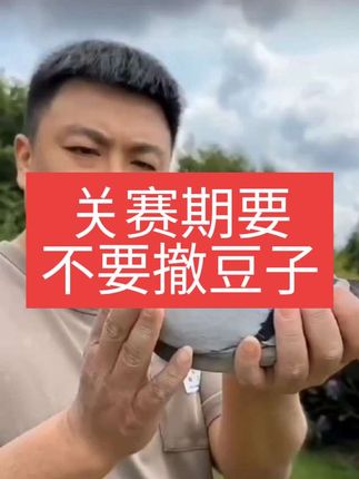 关赛期要不要撤豆子#赛鸽知识分享#赛鸽用品