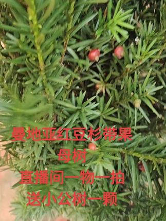 #曼地亚红豆杉母树