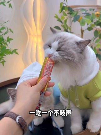 🐱轻松拿捏粘人小猫咪,选对猫条很重要❗️ 可以让猫猫从小吃到大的主食猫条#萌宠好物 #萌宠出道计划 #科学养宠攻略 #猫咪的迷惑行为 #新手养猫