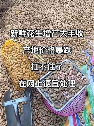 #上热门🔥 2025年现摘新鲜花生上市了,喜欢吃的家人们有口福了 #鲜花生 #现摘现发 #新鲜花生#抖音助农@DOU+小助手