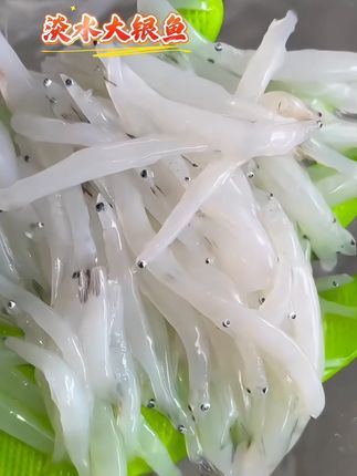 江苏常州淡水银鱼!湖中养殖!特别新鲜,品质高!银鱼无刺无麟高蛋白!高营养!DHA含量很高!孩子吃了再适合不过了!#银鱼 #淡水湖鱼 #营养丰富 #太湖银鱼 #海鲜原产地