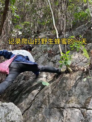 一年一度采蜜时节又到了,人人知道蜂蜜甜,营养价值高,但是很少有人知道,我们采蜜的过程,是要爬山越岭到山顶上,采下香醇浓郁的野生蜂蜜!#抖音新农人 #我的乡村生活 #走进大山深处 #探索大自然 #野生蜂蜜