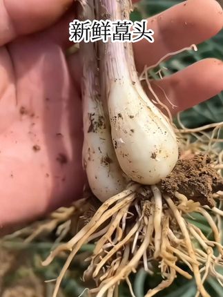 农家种植的新鲜藠头,个头大,鲜香脆嫩,炒菜腌制都好吃#藠头 #新鲜采摘 #现挖现发 #藠头怎么做
