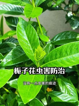 八九月份是蓟马蚧壳虫高发期,赶紧用它喷一喷提前做好虫害预防,对蚜虫蓟马小黑飞等都管用#栀子花虫害 #栀子花养护 #虫害防治 #杀虫水乳剂 #无限回购的宝藏单品