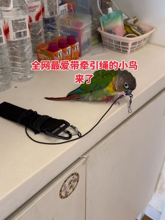 来福听见说出去玩非常自觉去带绳子#鹦鹉#鹦鹉牵引绳 #鹦鹉外带绳 #鹦鹉放飞绳 #鹦鹉的日常