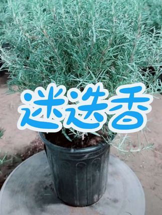 #绿植盆栽 #迷迭香盆栽 #净化空气 #室内绿植 #花卉绿植
