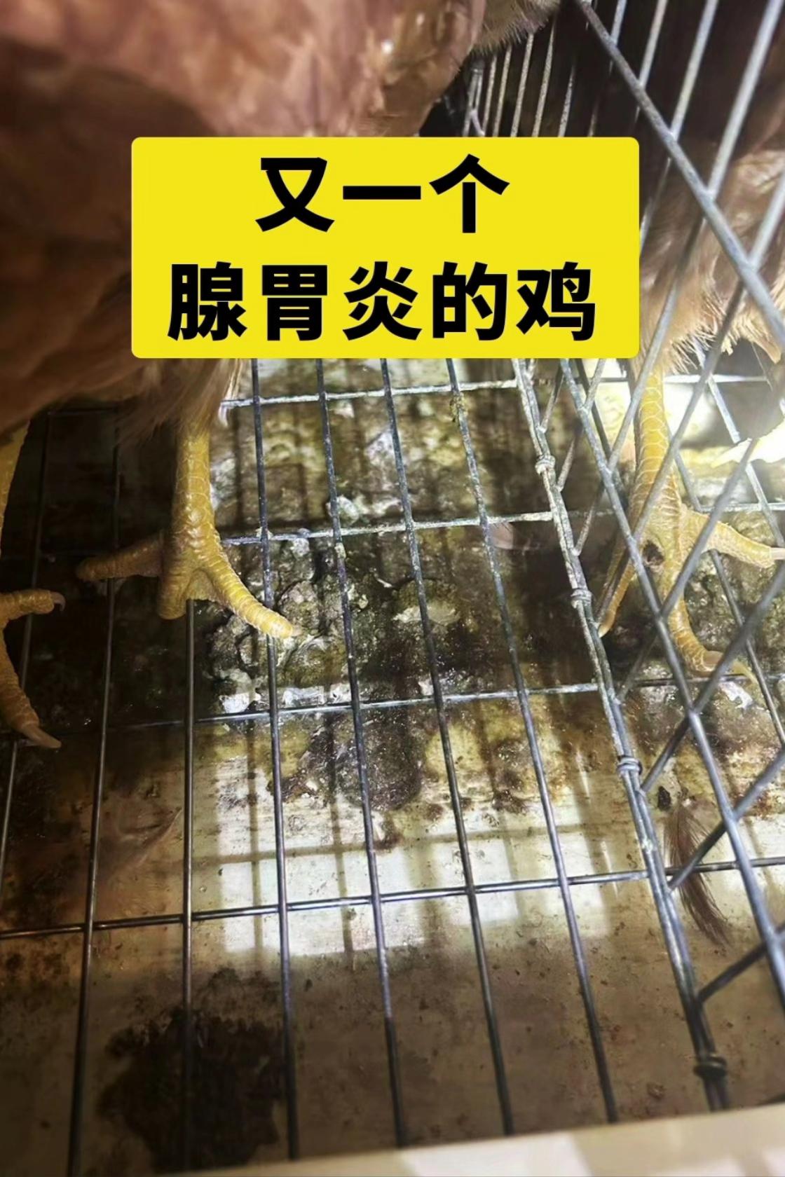 #三农养鸡 #养鸡 #养殖鸡鸭鹅 #鸡鸭鹅养殖 #蛋禽养殖