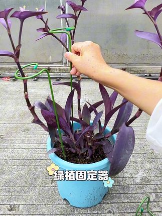 #防倒伏支撑杆 #花卉绿植 #花架#绿植固定器