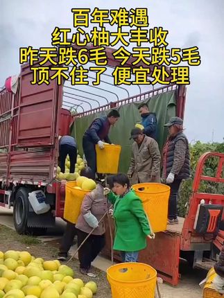 红心蜜柚大丰收了 #红心蜜柚成熟了 #红心蜜柚大量上市 #现摘现发新鲜到家 #新鲜应季水果#优质农产品