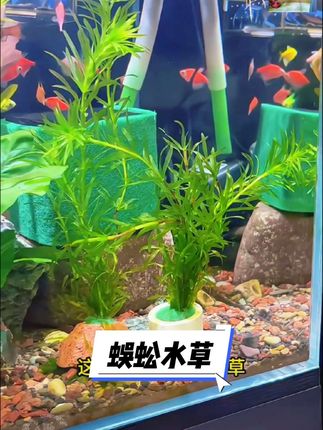 家人们快看!给你们挖到宝了!这款神仙水草绝对是淡水鱼缸颜值和生态双开挂的神器! 不用费心就能养爆缸的蜈蚣草,扔水里就能扎根生长,新手小白也能轻松拿捏!翠绿修长的叶片自带飘逸感,在水流里轻轻摇曳,瞬间让鱼缸变身绝美水景! 不仅颜值在线,它还是天然的"氧气泵"和"净化器",24小时持续增氧,分解杂质净化水质,让鱼儿住得更健康~不管是单养还是搭配其他造景,都超有氛围感!点击下方小车,把这份清新自然带回家!#蜈蚣水草#鱼缸造景 #鱼缸里的大自然#鱼缸水草 #养鱼日记