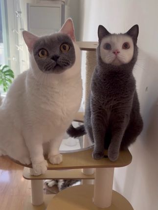 母子再次出镜 #猫核 #萌宠 #萌到爆炸了💥