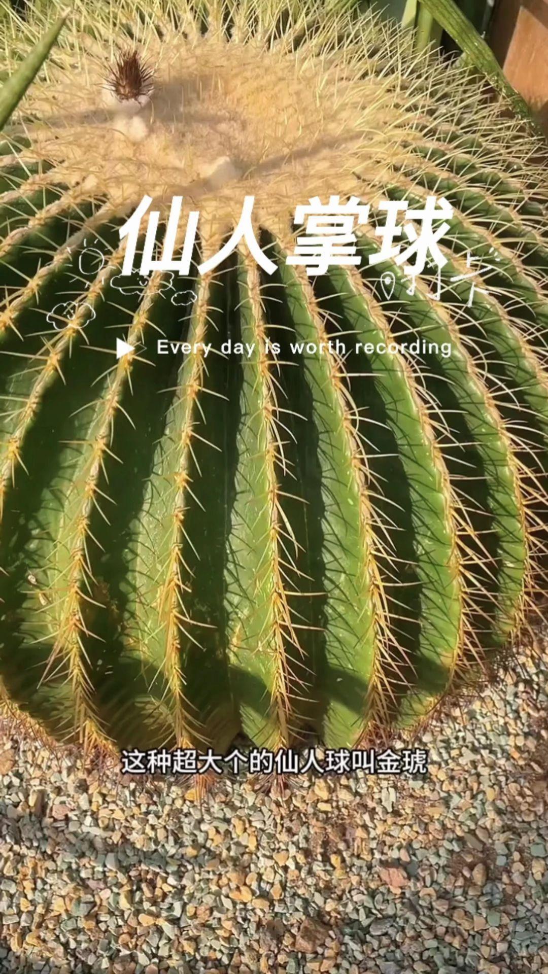 #仙人掌 #盆栽 #绿植 #室内 #庭院