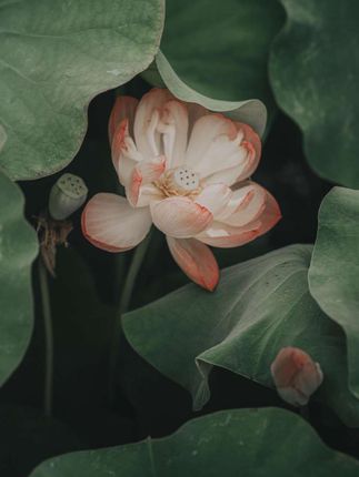 #张予曦 #深情眼 #毕雯珺 #张予曦毕要珺真拍了红裙抱 #灵笼2完结