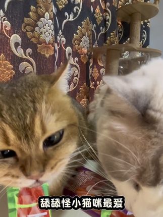 5包25根的亲嘴鱼猫条赶紧来薅!10包更划算!#养猫新手 #萌宠好物 #麦富迪亲嘴鱼猫条 #麦富迪 #猫条推荐