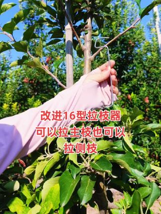果园里的秘密武器!这款拉枝器,主枝侧枝都能搞定,种植管理轻松无忧。🌳🛠️ #果树拉枝 #果树种植 #永德助拉枝器@抖音来客官方助推官 @抖音❤️推流大度 @抖音创作小助手