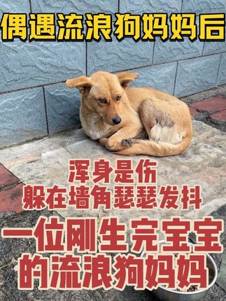 让爱,不再流浪! #救助流浪狗 #狗狗 #狗是人类最忠诚的朋友 #狗狗的心思都写在脸上了 #关爱流浪动物