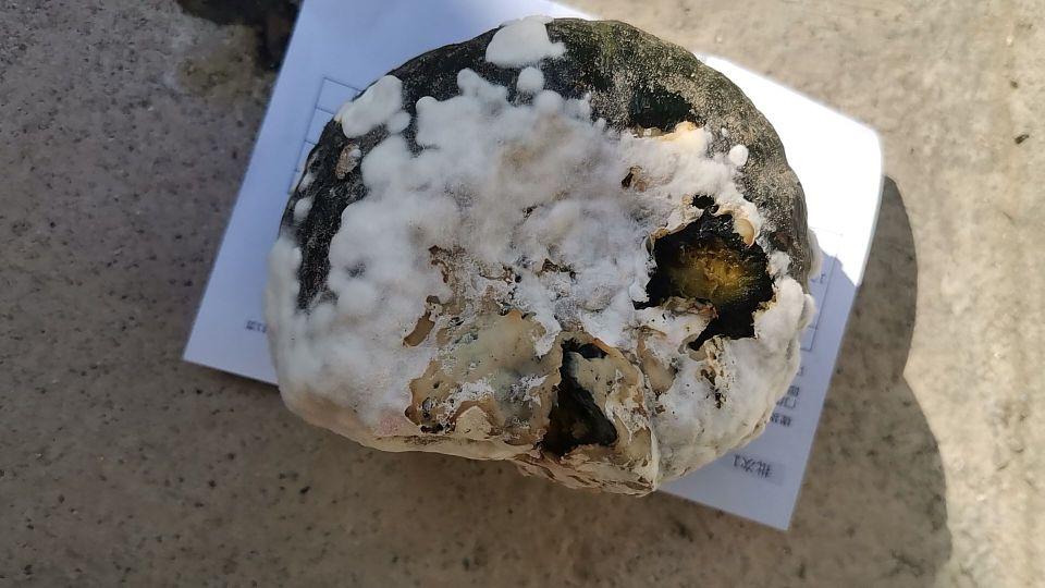 第一单感觉挺好的,回购第二单,结果四个南瓜三个坏的,剩下一个也沾染了腐烂的南瓜,居然不给我退全款,还威胁我修改售后原因,否则一分钱都不退,无良商家都这么嚣张了吗?👎👎👎请大家谨慎购买,避坑!避坑!避坑!#我在抖音买买买