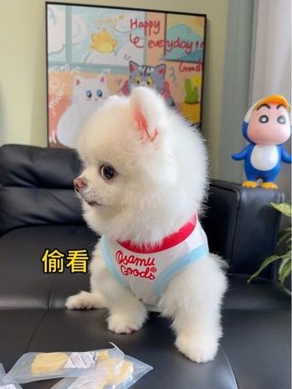 一只小狗能有多会装,我都不如她吧啊!#萌宠 #萌宠日常记录 #萌宠出道计划