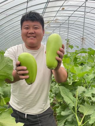 河南新鲜大青茄子,各个鲜嫩无籽,皮薄肉厚,每天现摘现发#青茄子