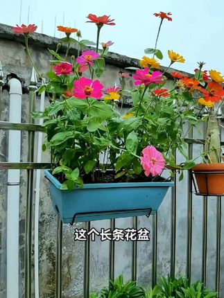 #长条花盆 #花盆推荐 #透气花盆#爱生活爱养花 #花卉绿植 @巨量千川