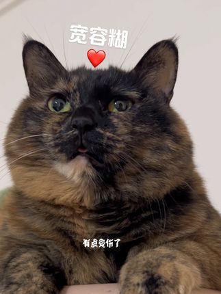 糊:生气是装的 爱麻是真哒! #心思全写在脸上的猫 #谁能拒绝傻憨憨的小猫咪 #妈宝喵 #世界破破烂烂小猫缝缝补补 #玳瑁猫