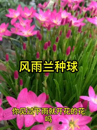 重瓣风雨兰种球耐高温四季种植易种活花卉韭兰石蒜室内外花卉大全#风雨兰盆栽