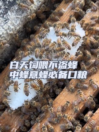 #养蜂日记 #蜜蜂养殖 #养蜂技术 #三农养殖 #农村养蜂人