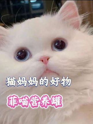 猫妈妈的好物,菲喵营养罐头#猫妈妈#养猫人 #科学养宠攻略 #猫罐头#养猫经验分享