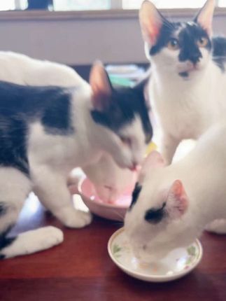 萌宠奔奔这款鸡肉猫罐头性价比拉满。用到品牌鸡胸肉,新鲜营养。#宠物用品 #猫零食 #猫罐头