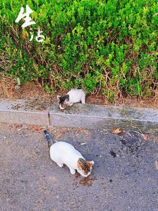 #善待动物关爱生命#超可爱 小狸的两个宝宝一天天长大了,可以抵御寒冷的冬天了~