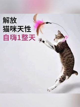 养猫没有逗猫棒,你的快乐就会少一半#逗猫神器 #萌宠出道计划 #萌猫趣事