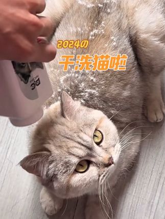 #萌宠 #猫咪 #记录猫咪日常