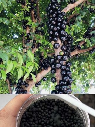 #嘉宝果树 种植,日常养护,施肥必不可少,肥料就选用#嘉宝果专用肥 它是根据#嘉宝果 生长习性量身定制的#嘉宝果养护 #果树养护