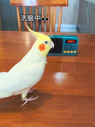 鹦鹉学说话用学语机 学语机可录音,也可以反复播放同一个词语#鹦鹉学语机