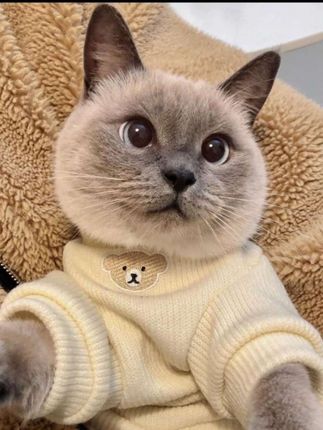 #春秋冬夏季宠物衣服 狗狗猫咪衣服小猫幼猫衣服防掉毛透气保暖加厚#宠物