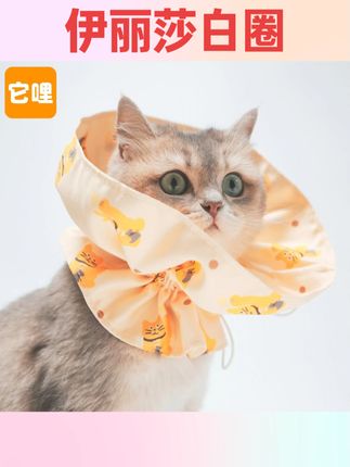 #宠物用品 TALI/它哩猫宠物伊丽莎白圈可爱橘原创招财猫可调节式防抓挠皮肤#养猫人 #萌宠 #强烈推荐 #国庆节好物