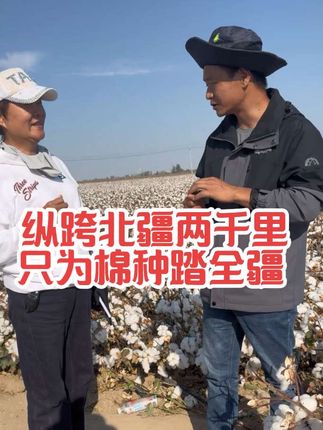 #新疆棉花 #棉花价格 #为了生活努力拼搏 #农民种地不容易 #记录真实生活