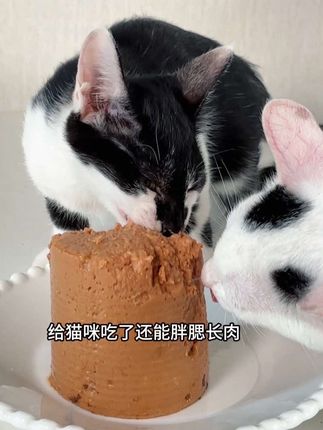 猫罐头佰萃粮猫零食整箱湿粮佰萃营养整箱12罐现在活动59。#萌宠好物 #吃货猫 #宠物吃货 #喂猫日记