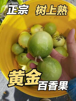 今年所有热带水果都丰收,明年是不是小年了?#百香果柠檬蜂蜜水 #黄金百香果 #吃不完根本吃不完 #夏天该有的样子