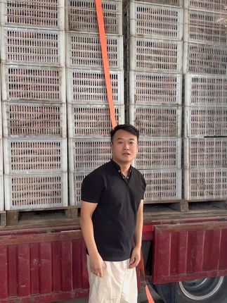 沙地板栗红薯开挖了 #板栗红薯#现挖现发