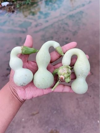 精品鹰嘴本捻下架试水#葫芦福禄 #文玩葫芦 #一把葫芦的魅力 @艺葫坊(葫芦)