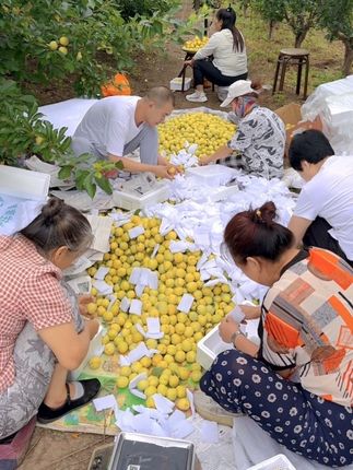 #开园了#黄李子