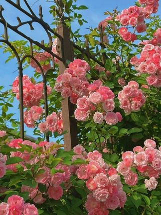 #虞书欣cos焦糖拿铁巡游 #虞书欣 #赵露思 #虞书欣刺激之夜