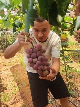 #妮娜皇后 葡萄🍇采摘下树,#优质农产品 #口感特别好纯天然绿色食品 有机营养转色,大家可以放心享用!全网一件代发。