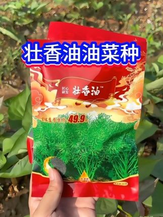 高产大粒油菜种壮香油,含油量51.86%,高产高油的油菜品种 #油菜种植 #油菜种子 #油菜高产 #高产油菜种子 #分享农业知识帮农民增产增收