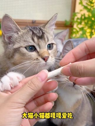 无限回购的小猫磨牙羊奶棒分享✅换牙期牙痒痒咬人、咬电线情况,就是要经常磨牙了,新手养猫人必看!#萌宠好物 #萌宠出道计划 #科学养宠攻略 #新手养猫#好物推荐🔥