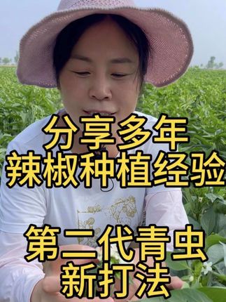 要是你种里,辣椒一亩地达不到七八百斤,那你关注我,我来教你种辣椒#农业种植 #辣椒种植#抖音助农 #棉铃虫