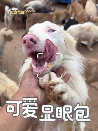 谢谢帮过我的朋友,每一份建议和援手都记在心里;也谢谢新关注的每一位,粉丝上涨的每一步,都藏着你们的善意,真的特别感动。#萌宠#宠物#狗狗#猫流浪狗流浪猫热门#分享