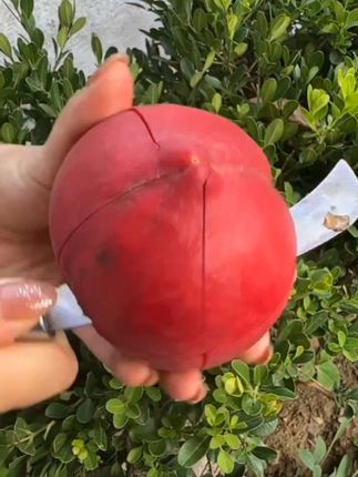 夏天是🍑味的心动,“桃”你欢心,“子”为有你,所以美好!#新鲜采摘 #抖音助农