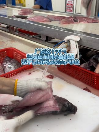 人都热炸了 别说罗非鱼了 我们的罗非鱼可以在车间低温锁鲜 也是很幸福了#低温锁鲜 #广东的天气 #茂名罗非鱼